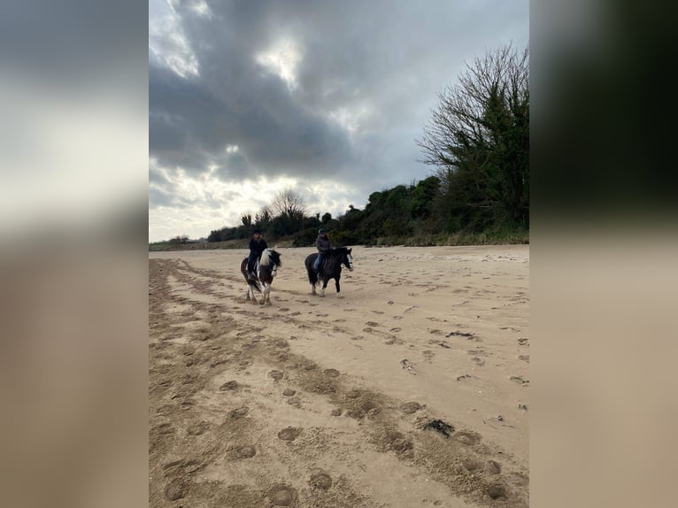 Cob Wałach 14 lat Tobiano wszelkich maści in Rainbach