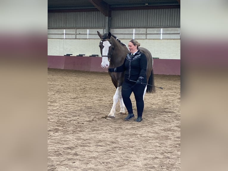Cob Wałach 14 lat Tobiano wszelkich maści in Rainbach
