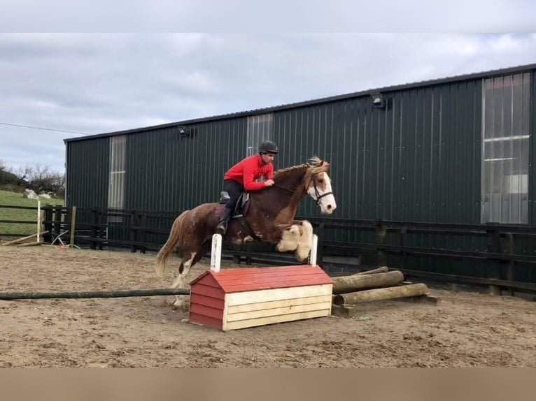 Cob Wałach 15 lat 163 cm Kasztanowata in Sligo