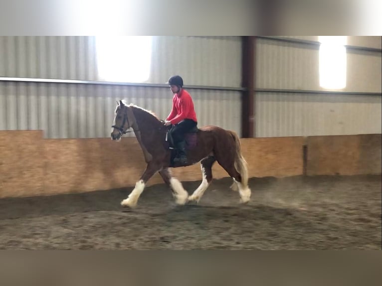 Cob Wałach 15 lat 163 cm Kasztanowata in Sligo