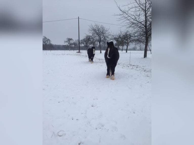 Cob Wałach 16 lat 150 cm Kara in Reichshoffen Nehwiller