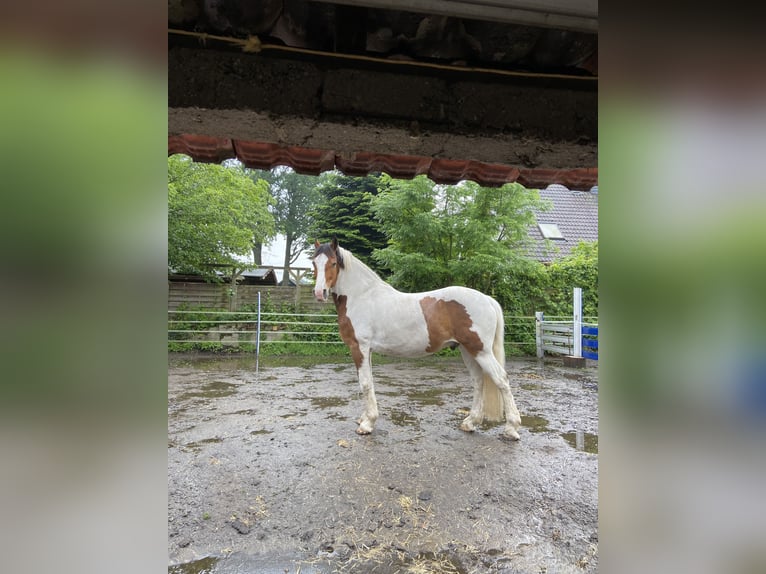 Cob Mix Wałach 16 lat 165 cm Srokata in Marl