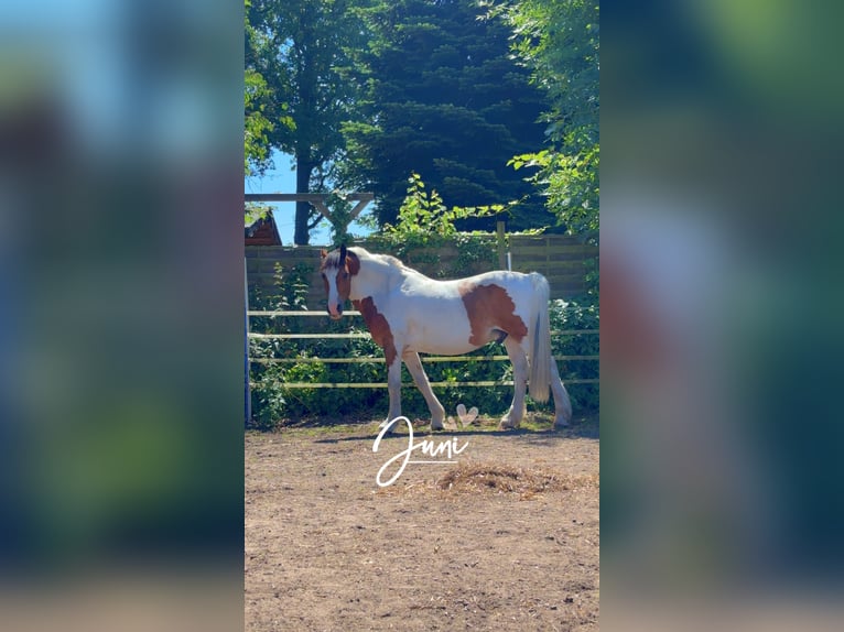 Cob Mix Wałach 16 lat 165 cm Srokata in Marl