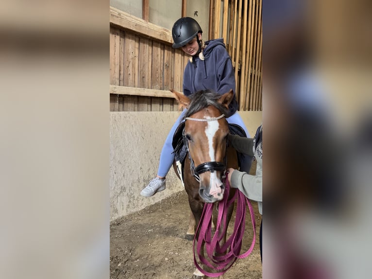 Cob Mix Wałach 3 lat 135 cm Ciemnokasztanowata in Ried im Traunkreis