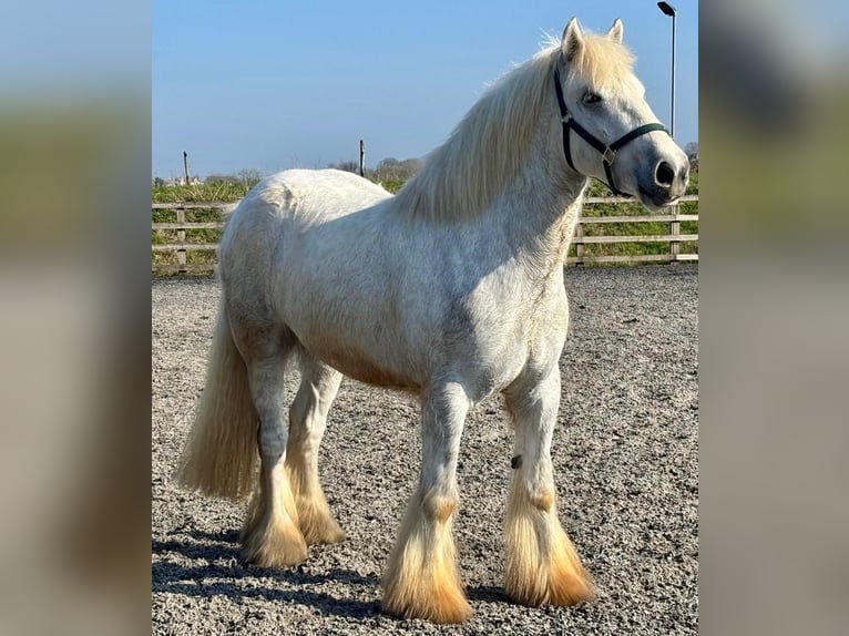 Cob Wałach 3 lat 152 cm Siwa jabłkowita in Somerset