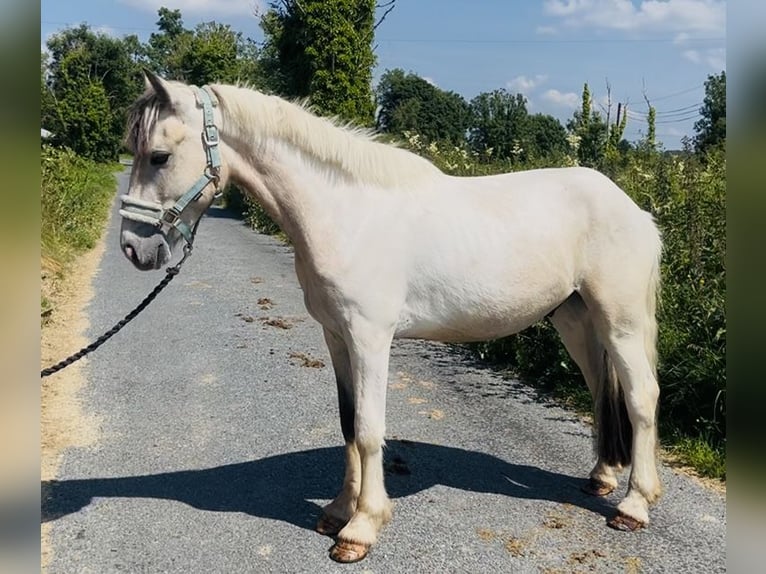 Cob Wałach 4 lat 133 cm Bułana in Sligo