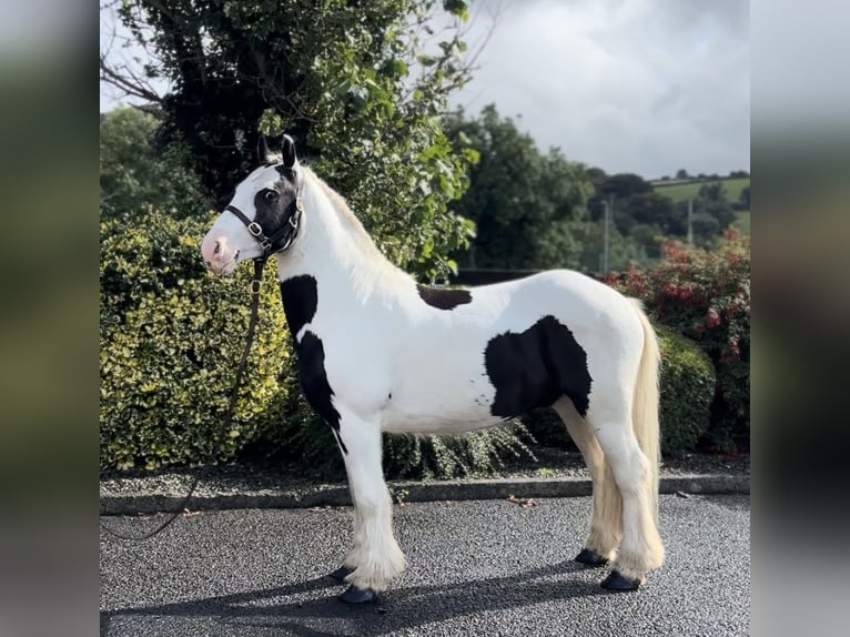 Cob Wałach 4 lat 135 cm Srokata in Down