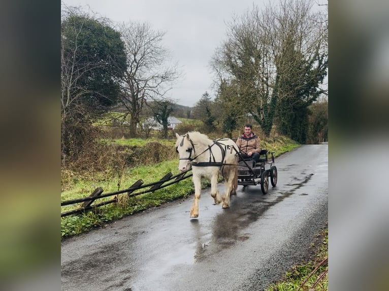 Cob Wałach 4 lat 138 cm Tarantowata in Sligo