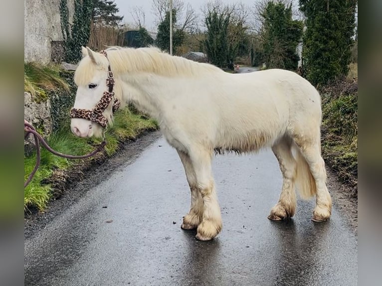 Cob Wałach 4 lat 138 cm Tarantowata in Sligo