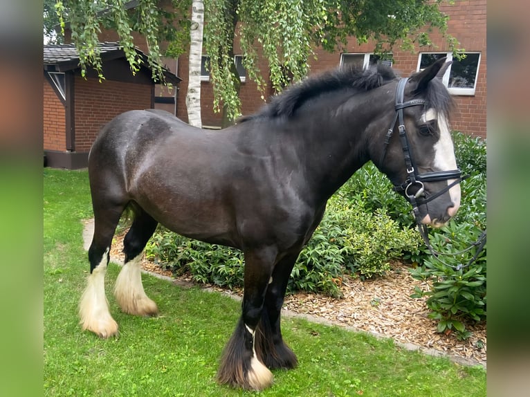 Cob Wałach 4 lat 143 cm Kara in Hopsten