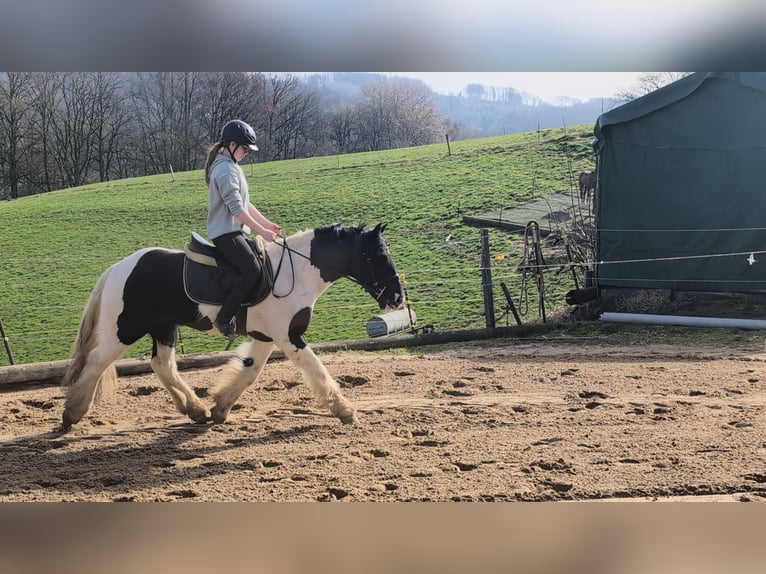 Cob Mix Wałach 4 lat 143 cm Srokata in Morsbach