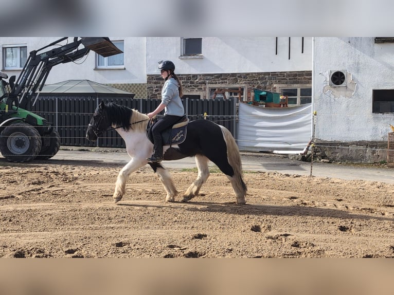 Cob Mix Wałach 4 lat 143 cm Srokata in Morsbach