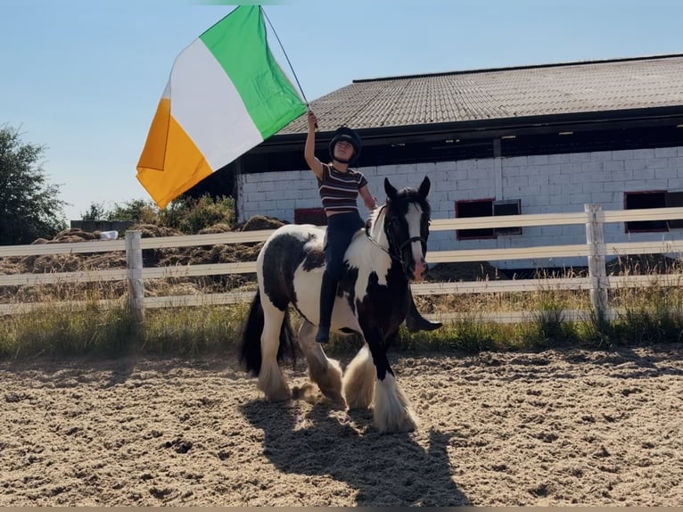 Cob Wałach 4 lat 147 cm Srokata in Mountrath, Co. Laois
