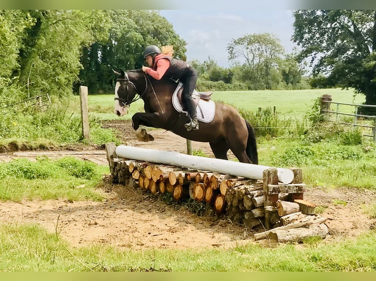 Cob Wałach 4 lat 148 cm Gniada in Mountrath