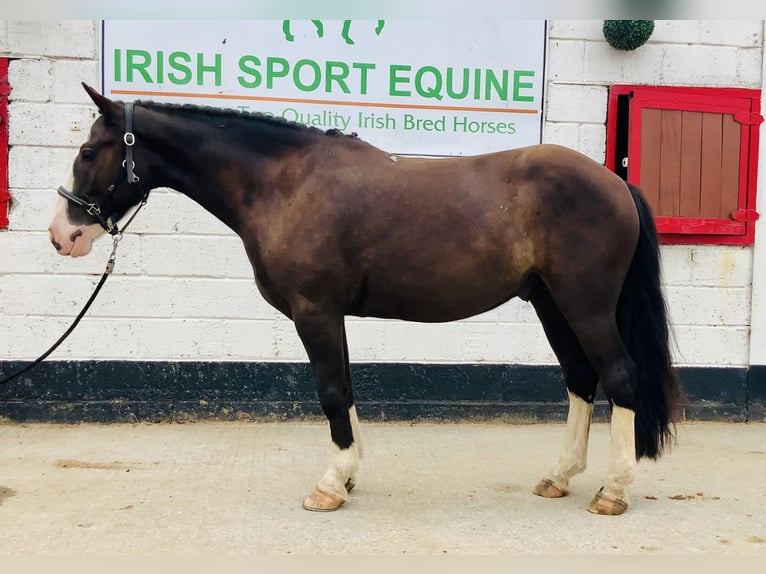 Cob Wałach 4 lat 148 cm Gniada in Mountrath