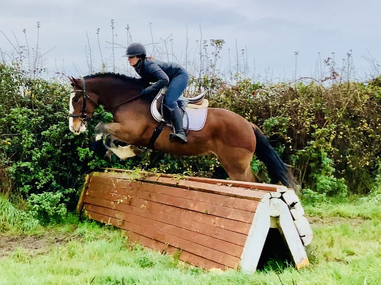 Cob Wałach 4 lat 152 cm Gniada in Mountrath