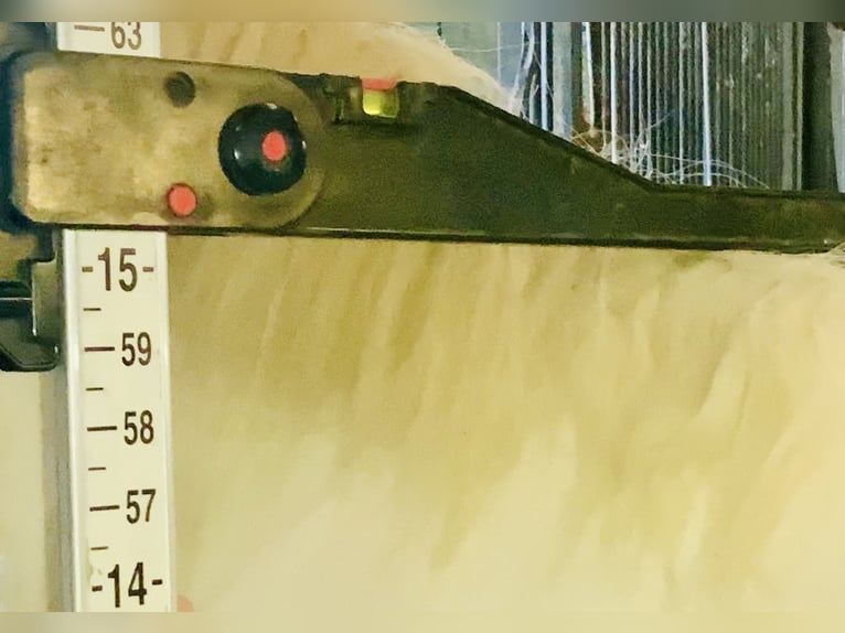 Cob Wałach 4 lat 152 cm Srokata in Mountrath