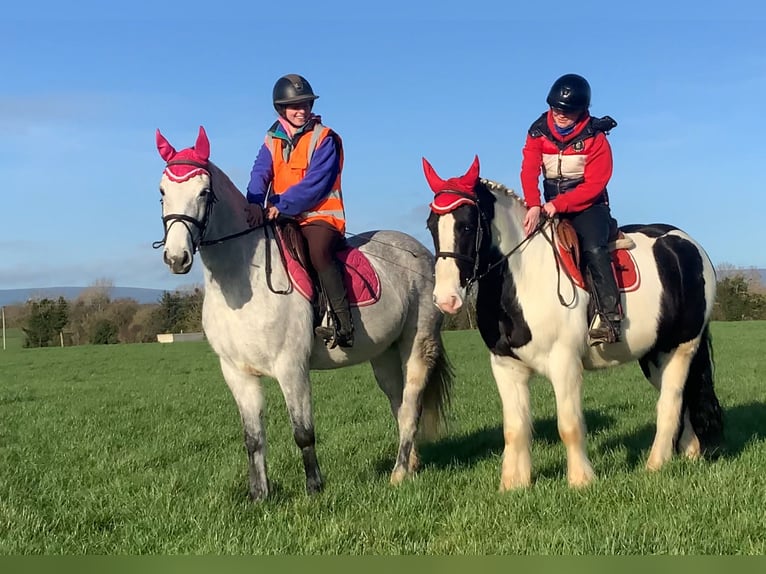Cob Wałach 4 lat 152 cm Srokata in Mountrath