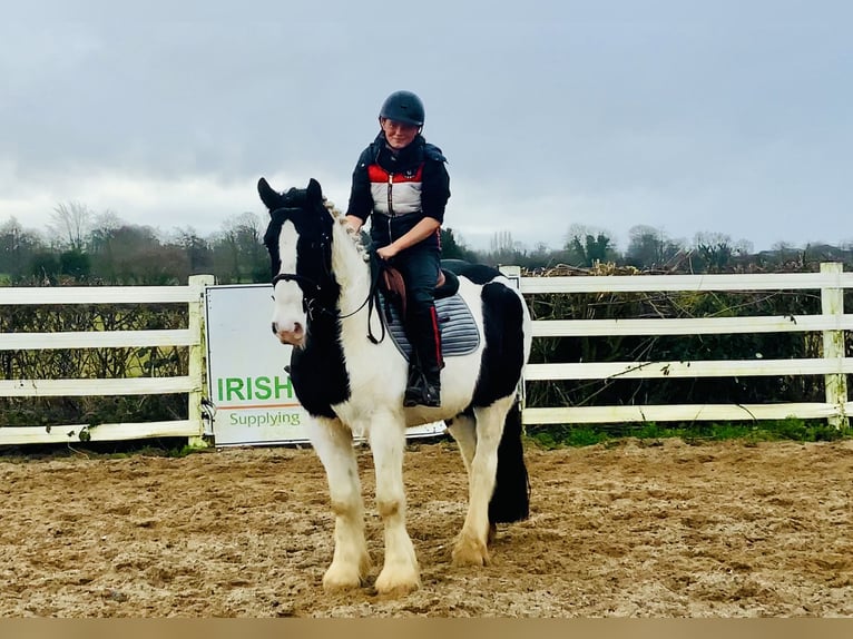 Cob Wałach 4 lat 152 cm Srokata in Mountrath