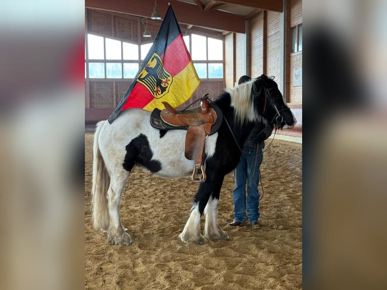 Cob Wałach 4 lat 153 cm Srokata in Achstetten
