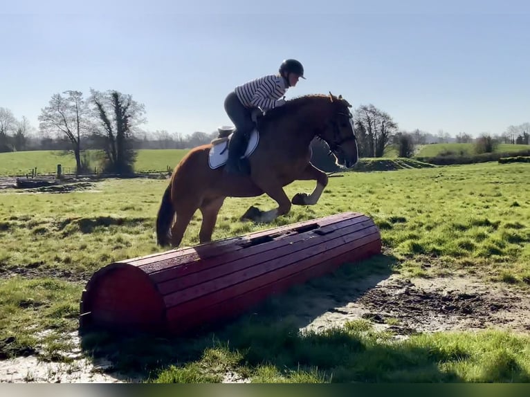 Cob Mix Wałach 4 lat 154 cm Ciemnokasztanowata in Laois