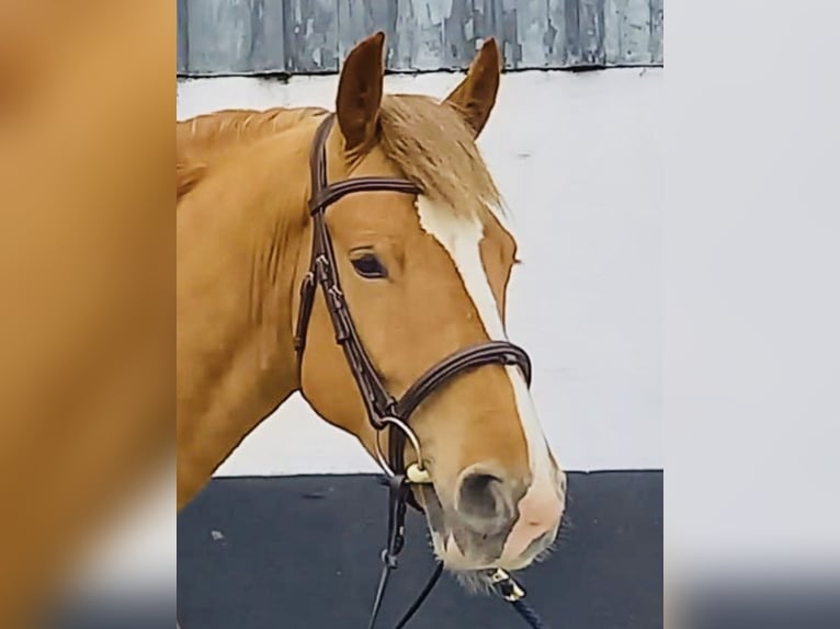 Cob Mix Wałach 4 lat 154 cm Ciemnokasztanowata in Laois