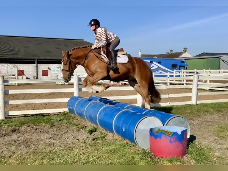 Cob Mix Wałach 4 lat 154 cm Ciemnokasztanowata in Laois