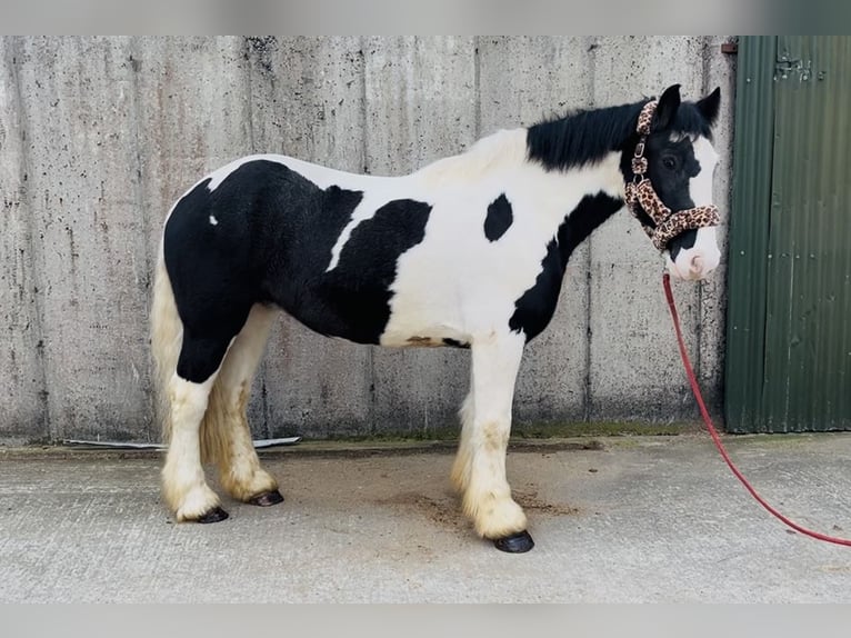 Cob Wałach 4 lat 155 cm Tarantowata in Sligo