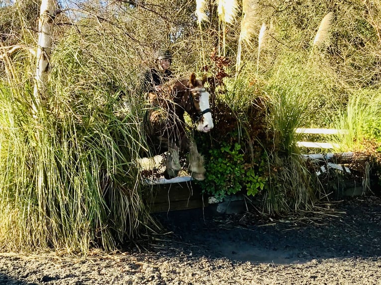 Cob Wałach 4 lat 159 cm Kasztanowatodereszowata in Mountrath