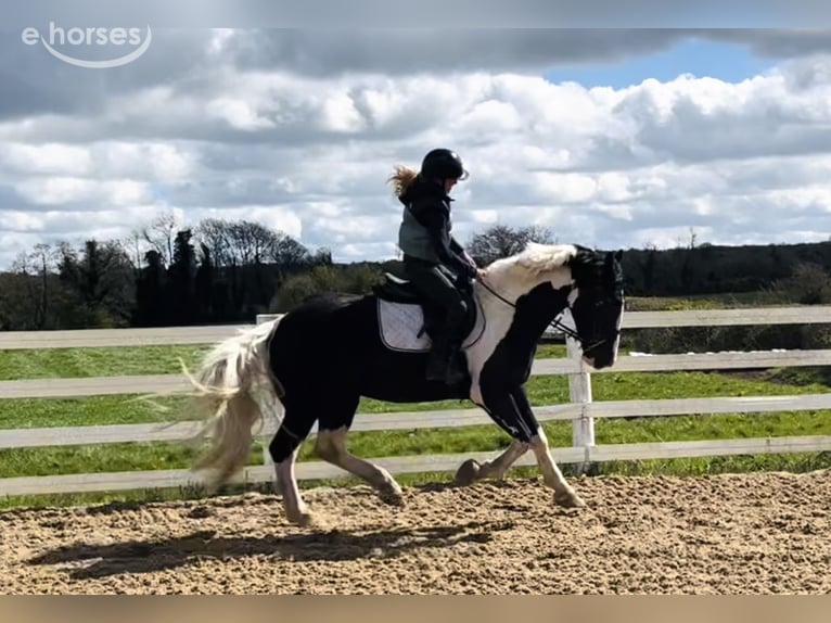 Cob Wałach 4 lat 163 cm Srokata in Mountrath, Co. Laois