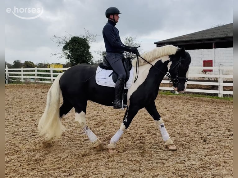 Cob Wałach 4 lat 163 cm Srokata in Mountrath, Co. Laois