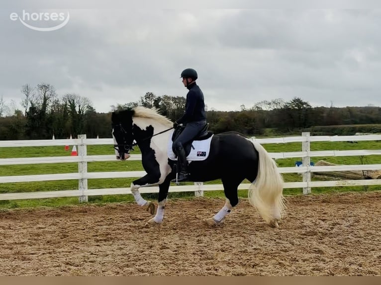 Cob Wałach 4 lat 163 cm Srokata in Mountrath, Co. Laois