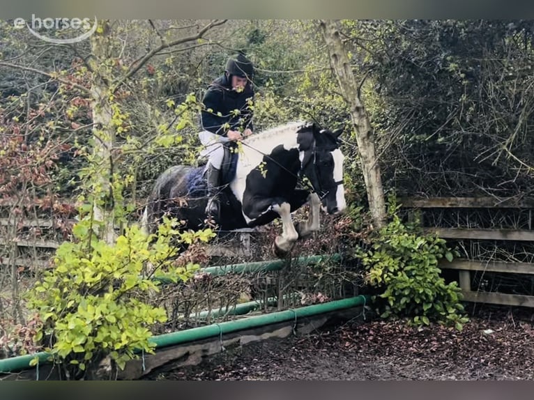 Cob Wałach 4 lat 163 cm Srokata in Mountrath, Co. Laois