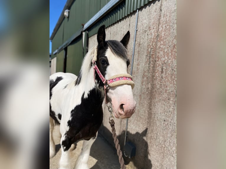 Cob Wałach 5 lat 128 cm Srokata in Sligo