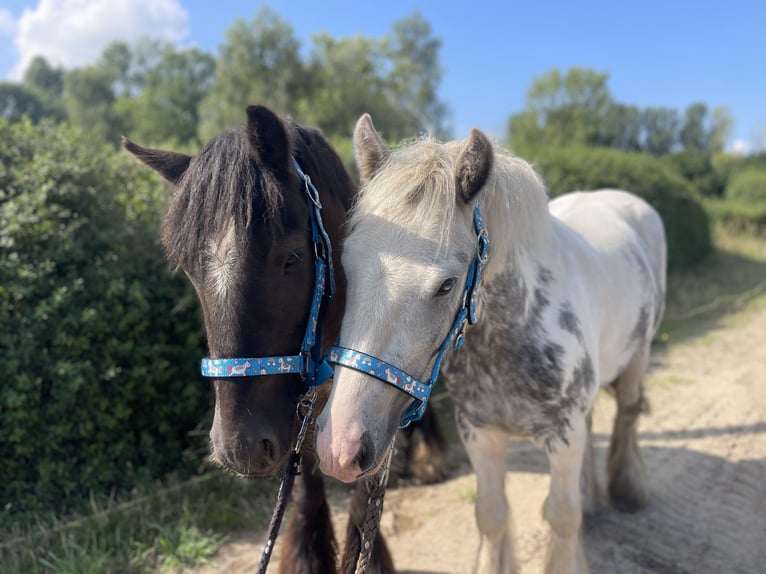 Cob Wałach 5 lat 138 cm Tobiano wszelkich maści in Trebbin