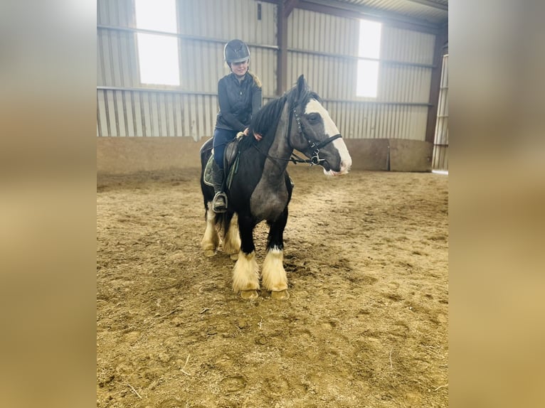 Cob Wałach 5 lat 148 cm Kara in Sligo