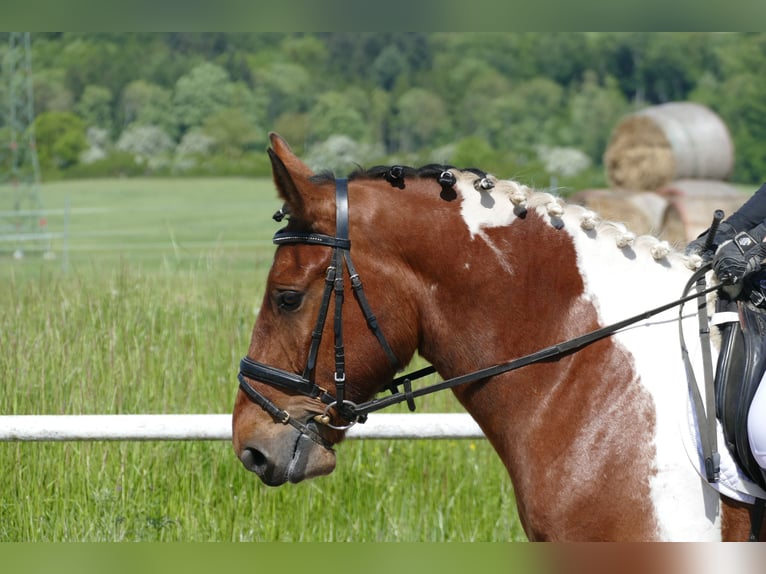 Cob Wałach 5 lat 150 cm Srokata in Ganschow