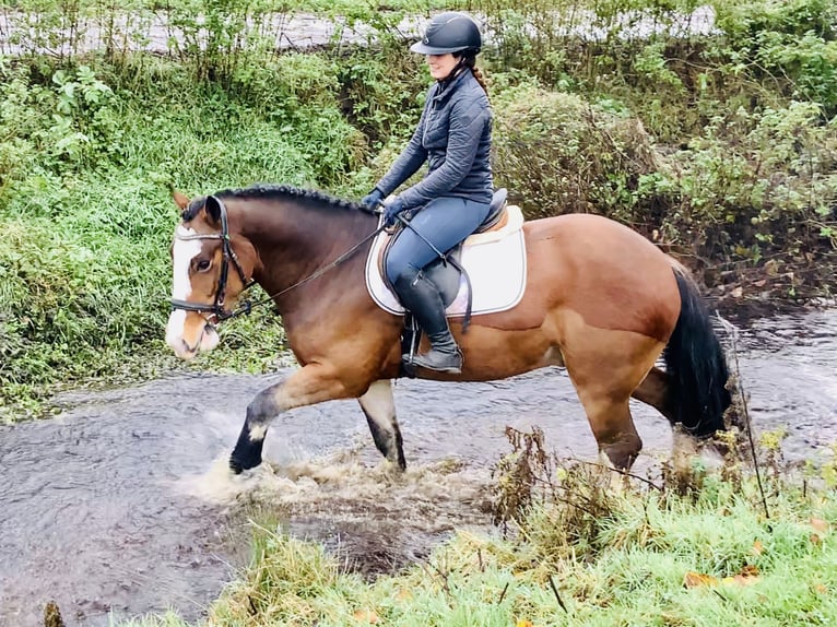 Cob Wałach 5 lat 152 cm Gniada in Mountrath