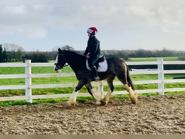 Cob Wałach 5 lat 157 cm Bułana in Mountrath