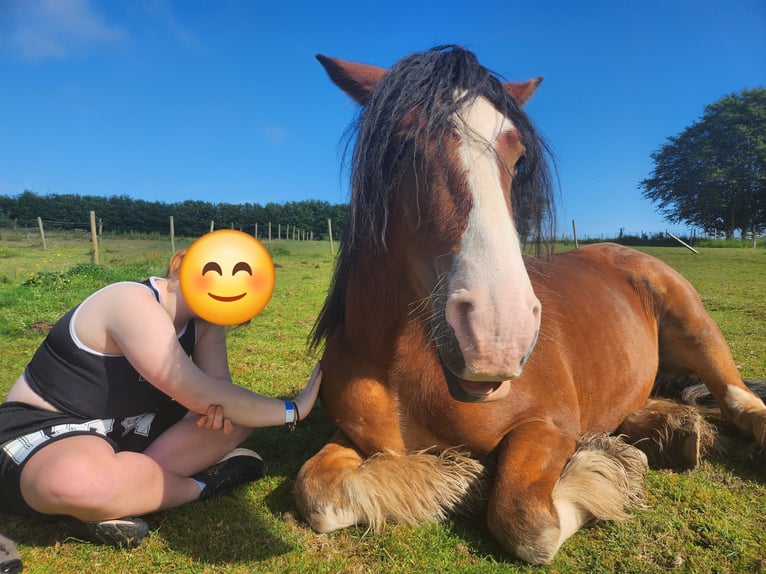 Cob Wałach 6 lat 160 cm Gniada in Sevenig (Our)