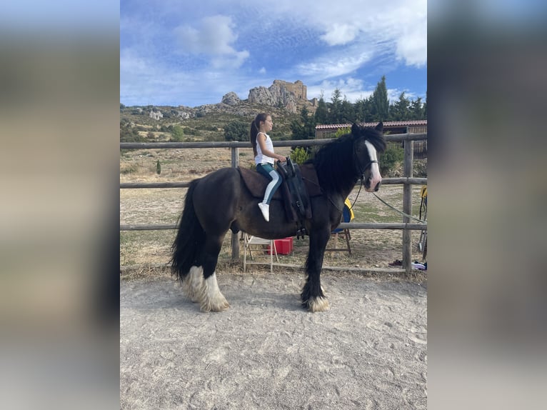 Cob Wałach 8 lat 165 cm Kara in Loarre