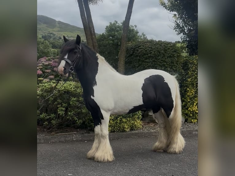 Cob Wałach 9 lat 138 cm Tobiano wszelkich maści in Newry