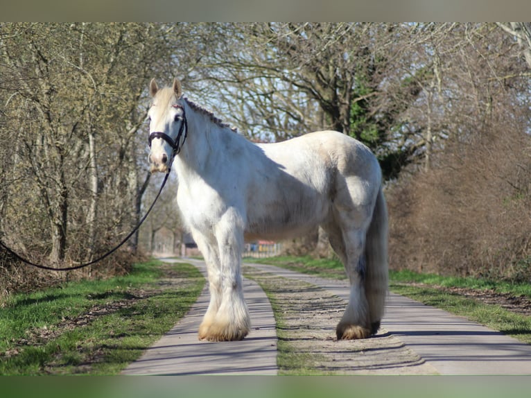 Cob Wałach 9 lat 161 cm Siwa in Oberlangen