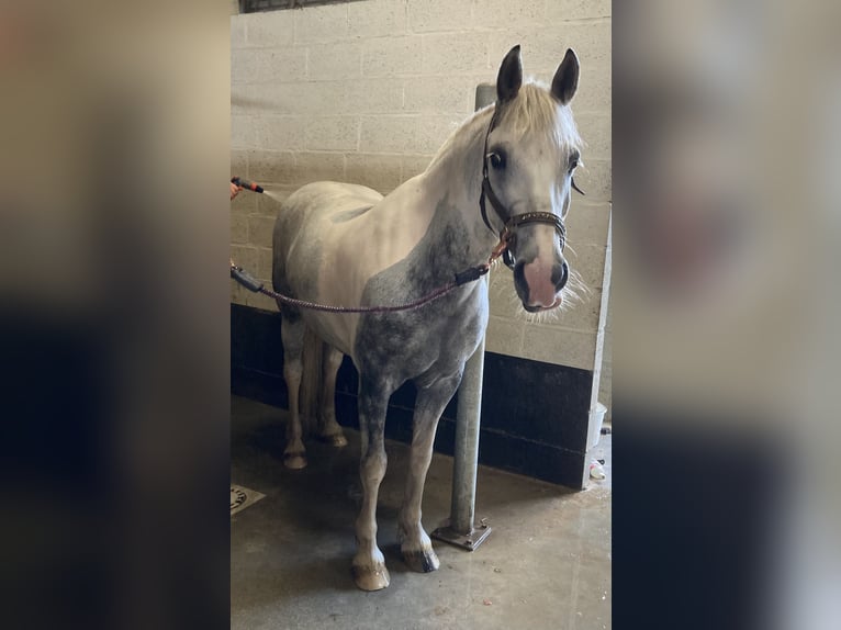 Cob Wałach 10 lat 156 cm Siwa in Heusden-Zolder