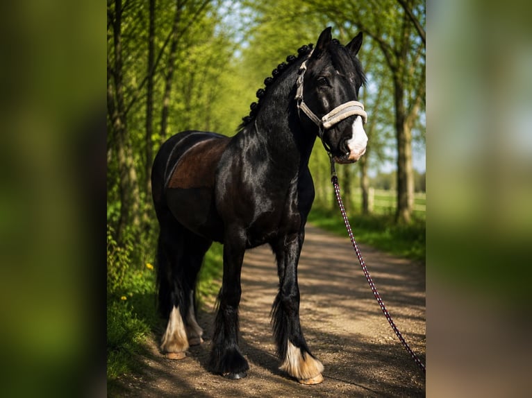 Cob Wallach 10 Jahre 138 cm Rappe in Kollow