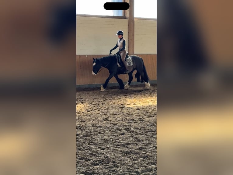 Cob Wallach 10 Jahre 138 cm Rappe in Kollow