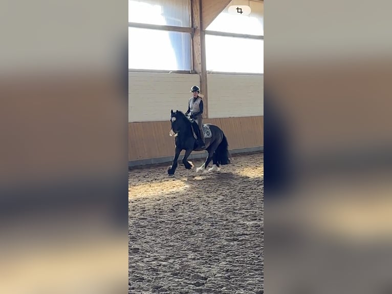 Cob Wallach 10 Jahre 138 cm Rappe in Kollow