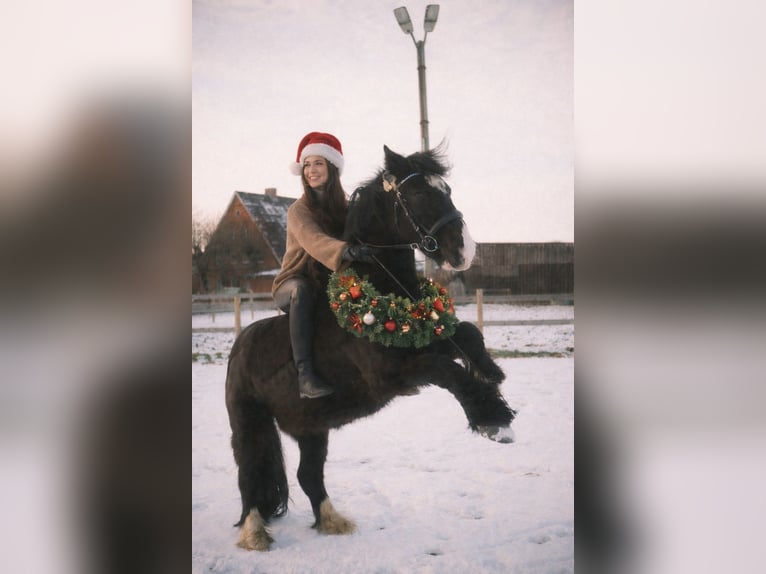 Cob Wallach 10 Jahre 138 cm Rappe in Kollow