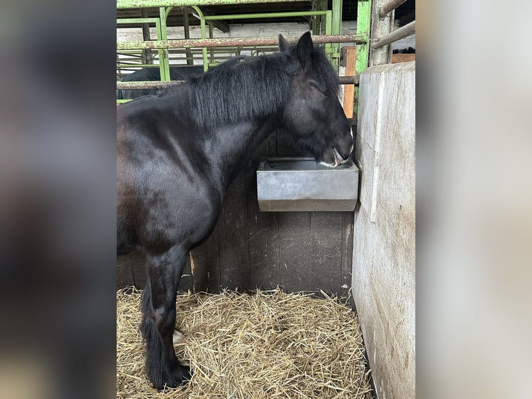 Cob Wallach 10 Jahre 138 cm Rappe in Kollow
