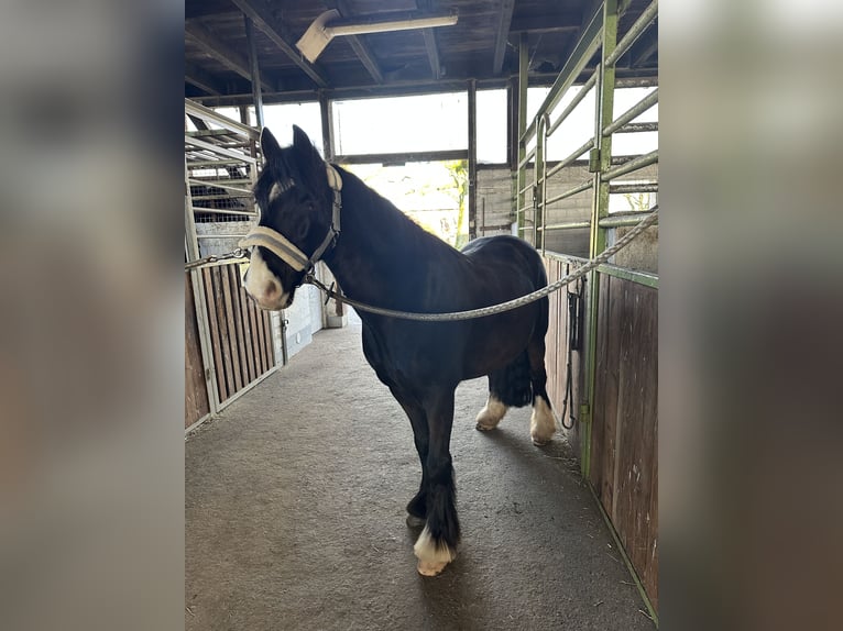 Cob Wallach 10 Jahre 138 cm Rappe in Kollow